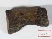 藏品(脊椎骨殘片)的圖片